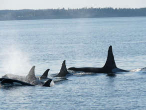 L pod passes Bush Pt, Whidbey Island, Oct. 10,2009