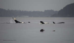 Playful J pod and sea lions! by Marilyn Armbruster