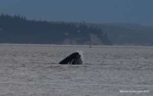 Lunge-feeding Humpback, Mutiny Bay, M. Armbruster