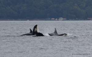 J pod off S. Whidbey Island in Sept, M. Armbruster
