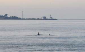 Residents in Admiralty Inlet by Marilyn Armbruster