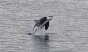 Breaching Bigg's Orca, Whidbey Is. by M Armbruster