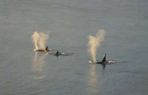 Transient Orcas T68s+, Tacoma, by Melisa Burke