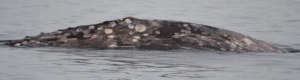 Gray whale Unknown#2, Penn Cove, Mary Jo Adams 4-9