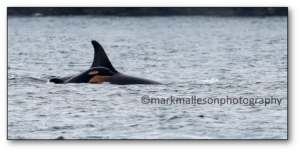 New calf J53, by Mark Malleson, courtesy CWR