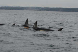 J55 & family in Puget Sound 1-18-16, NOAA/NWFSC