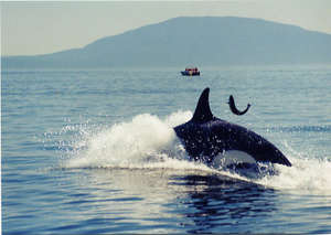 Orca and salmon, photo: Jim Maya, San Juan Island