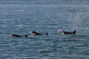 Bigg's Orcas off Whidbey Isl. in Sept; R. Haight
