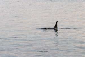 L92 Crewser Admiralty Inlet - Rachel Haight, 12-17