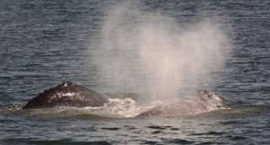 Gray whales 53 & 56, photo by Dick Snowberger