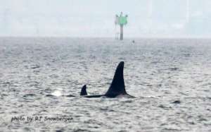 J38 off Clinton, Whidbey Isl in Nov. R. Snowberger