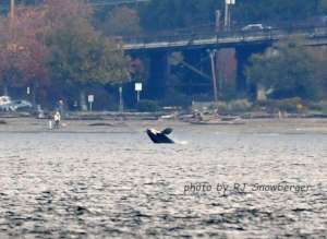 J pod breach - Clinton, Whidbey Isl. R. Snowberger