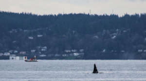K21 & Research boat near Kingston, by Sara Frey