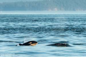 New little Bigg's calf, T60G, Sara Hysong-Shimazu