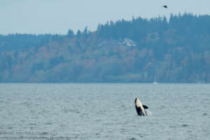 Resident orca near Seattle, Oct.24; Hysong-Shimazu
