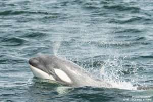 Pale Bigg's calf T46B1B/Tl'uk, Sara Hysong-Shimazu