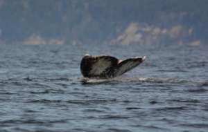 "Patch"/Gray whale #49 flukes, by Sandra Pollard