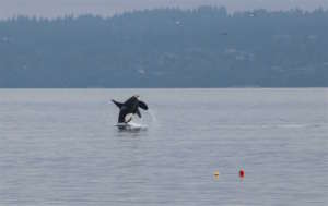J pod breach off Kingston, WA in Oct, by Sara Frey