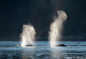 Two humpbacks off Eglon, 1-2-16, by Steve Smith