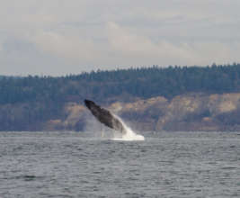 Breaching Humpback, Eglon, 12-29-15, Stu Davidson