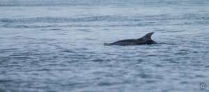 Bottlenose dolphin"Stump"Carr Inlet, Desiree Suave