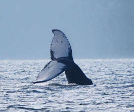 Female humpback off Eglon 1-8-16, by Toby Black