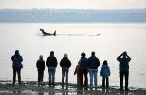 Land based orca watching, photo by Ray Pfortnor