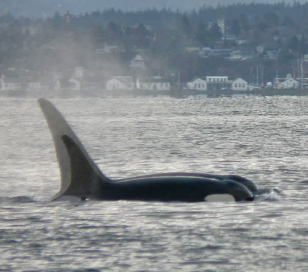 J pod in Admiralty Inlet, 2009