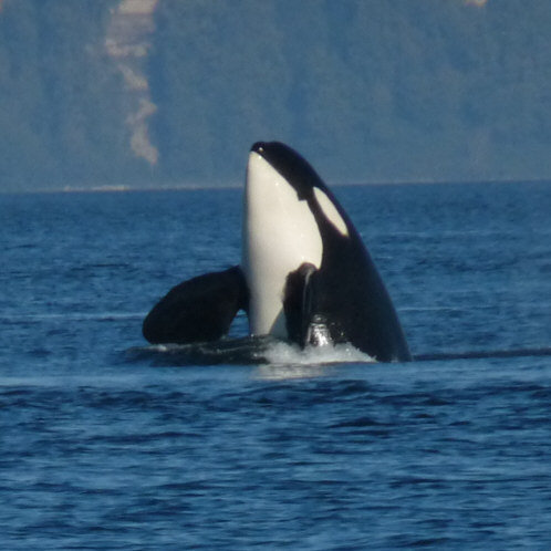 An orca "spyhops" in the Salish Sea