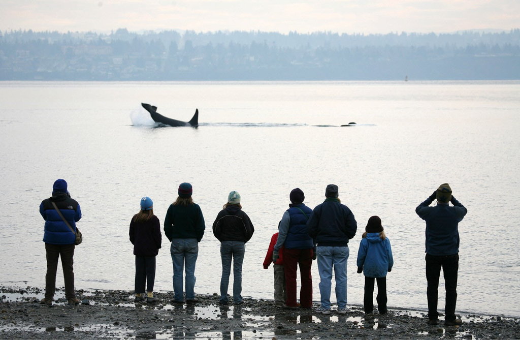Shoreside whale watchers watch orca neighbors