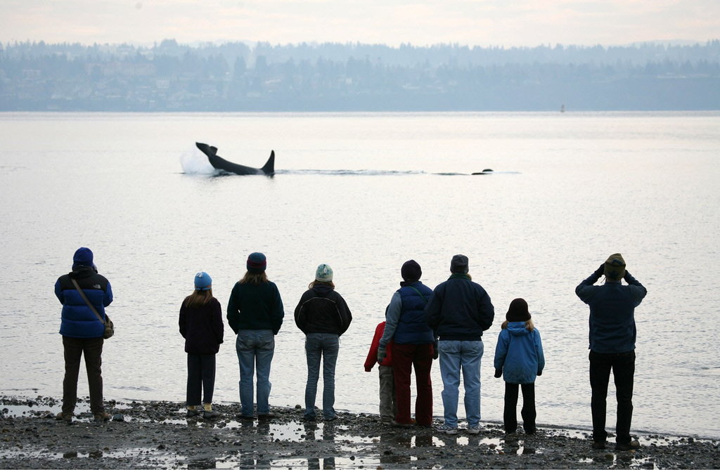 Orca Network - Whale Sighting Network