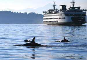 Orcas swimming near a WA State Ferry