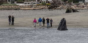 Gray whales and friends, Whidbey Island, WA