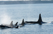 Orca Network - Whale Sighting Network