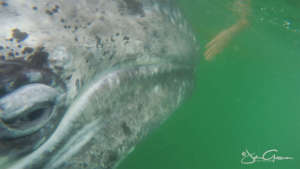Friendly Gray - San Ignacio Lagoon; John Gussman