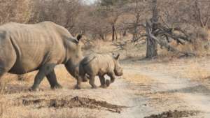 Mum and Baby enjoying life in the Bush