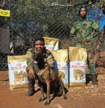 K9 Team and Rangers Fighting the Poachers