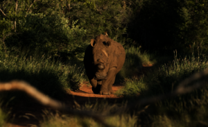 Rhino happy he is not being poached