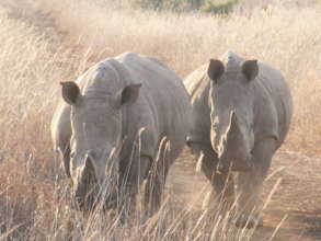 Keep our Rhinos Horny