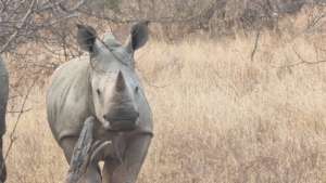 Rhino feeling safe