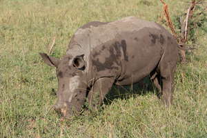 Baby rhino