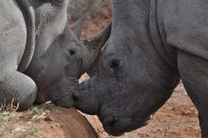 The brave rhinos who escaped from the poachers