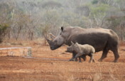 Protect and Save the life of Our Rhinos