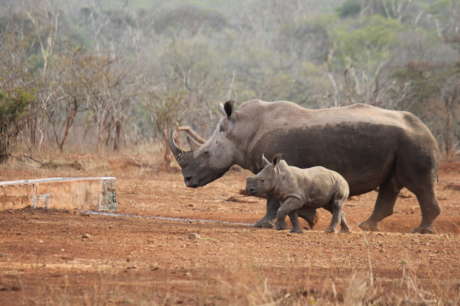 Protect and Save the life of Our Rhinos