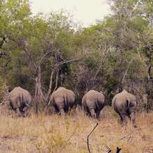 We quite like Rhino bums!