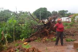 more fallen trees