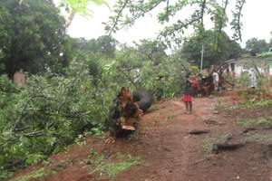 and even more fallen trees