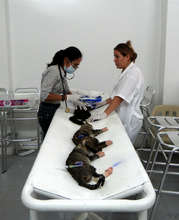 Spay/neuter Campaign