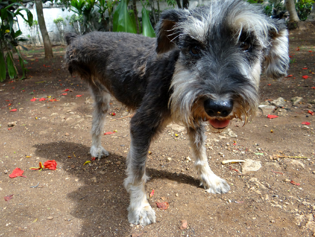 Build a Roof for 150 Animals in Cartagena Colombia