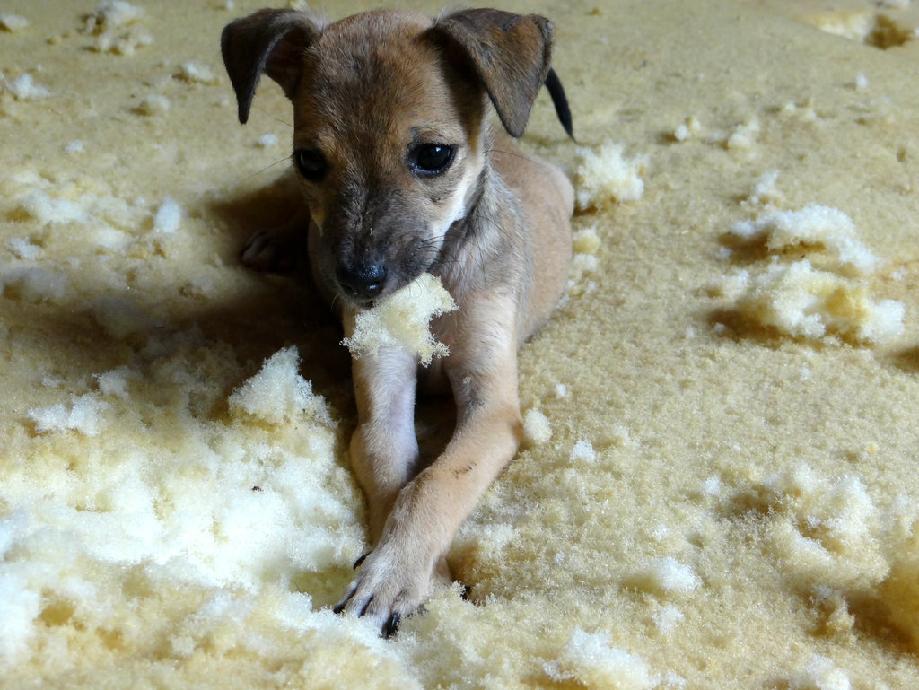 Build a Roof for 150 Animals in Cartagena Colombia